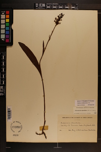 Platanthera clavellata image