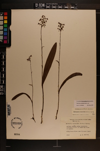 Platanthera clavellata image