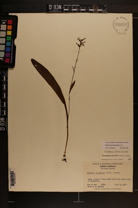 Platanthera clavellata image