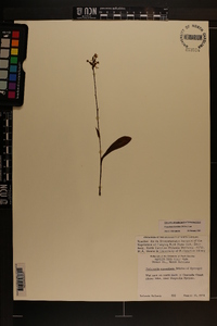 Platanthera clavellata image