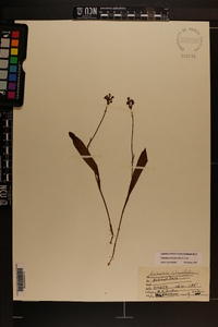 Platanthera clavellata image