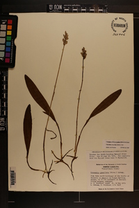 Platanthera clavellata image