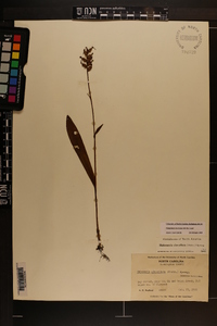 Platanthera clavellata image