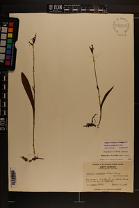 Platanthera clavellata image