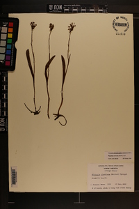 Platanthera clavellata image