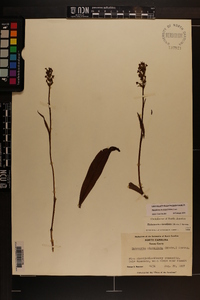 Platanthera clavellata image