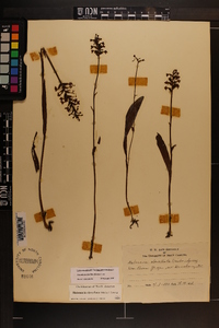 Platanthera clavellata image