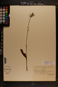 Platanthera clavellata image