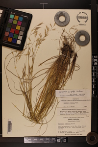 Danthonia epilis image