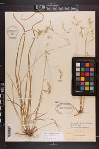 Poa cuspidata image