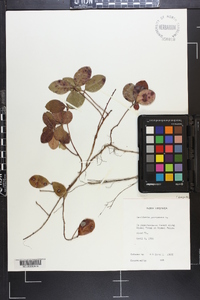 Gaultheria procumbens image