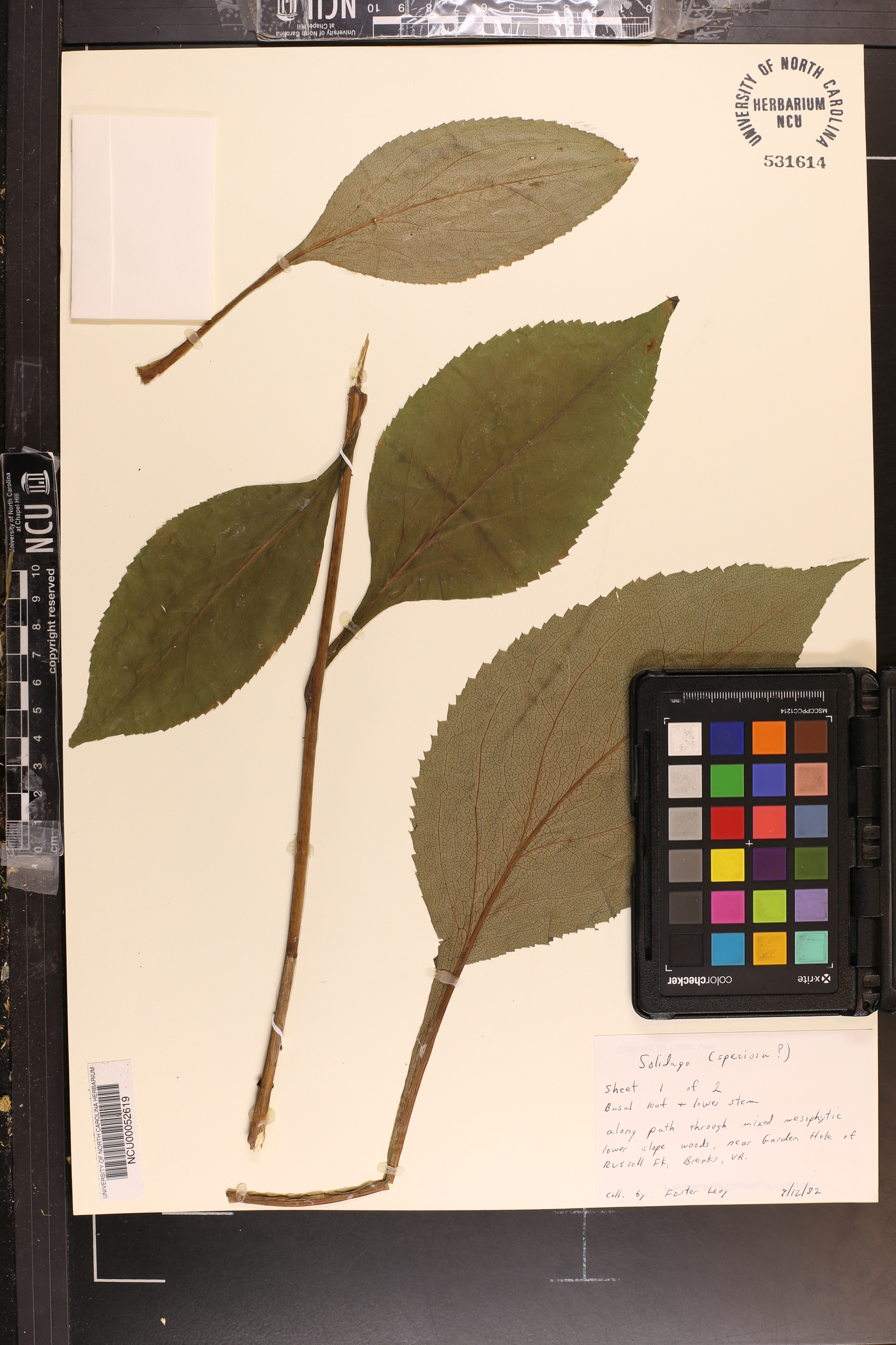 Solidago faucibus image