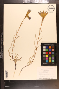 Gentiana autumnalis image