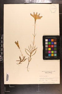 Gentiana autumnalis image