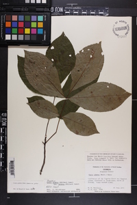 Carya glabra var. glabra image