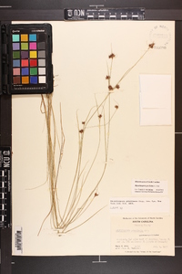 Rhynchospora gracilenta image