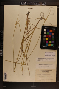 Rhynchospora colorata image