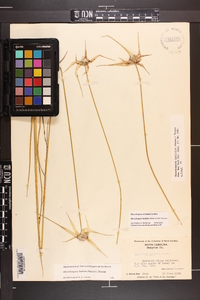 Rhynchospora latifolia image