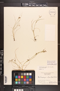 Rhynchospora nitens image