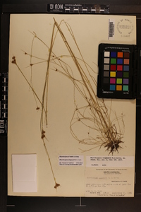 Rhynchospora chapmanii image