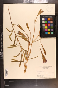 Gentiana autumnalis image