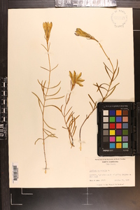 Gentiana autumnalis image