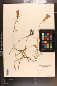 Gentiana autumnalis image