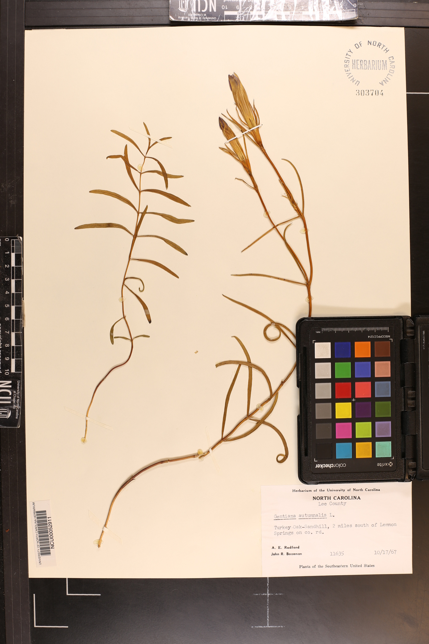 Gentiana autumnalis image