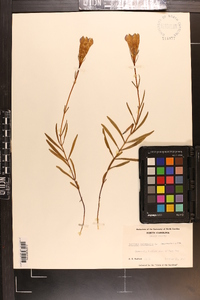 Gentiana autumnalis image