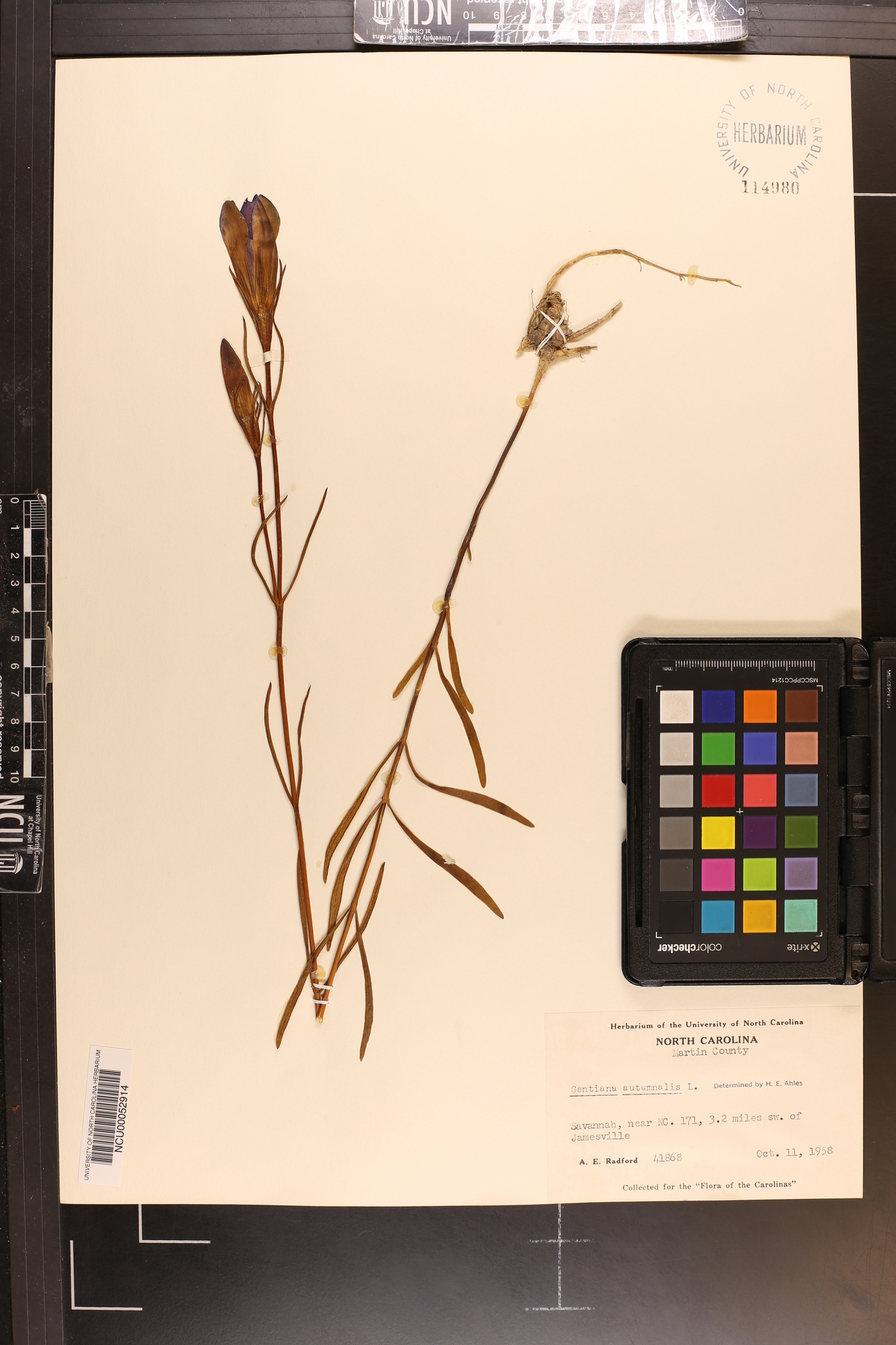 Gentiana autumnalis image