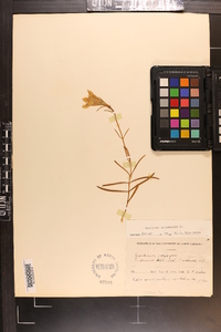 Gentiana autumnalis image