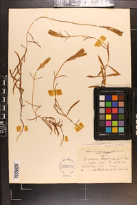 Gentiana autumnalis image