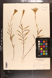 Gentiana autumnalis image