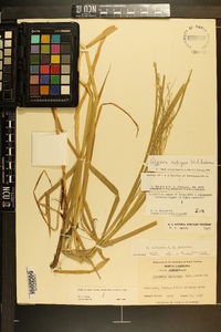 Glyceria nubigena image