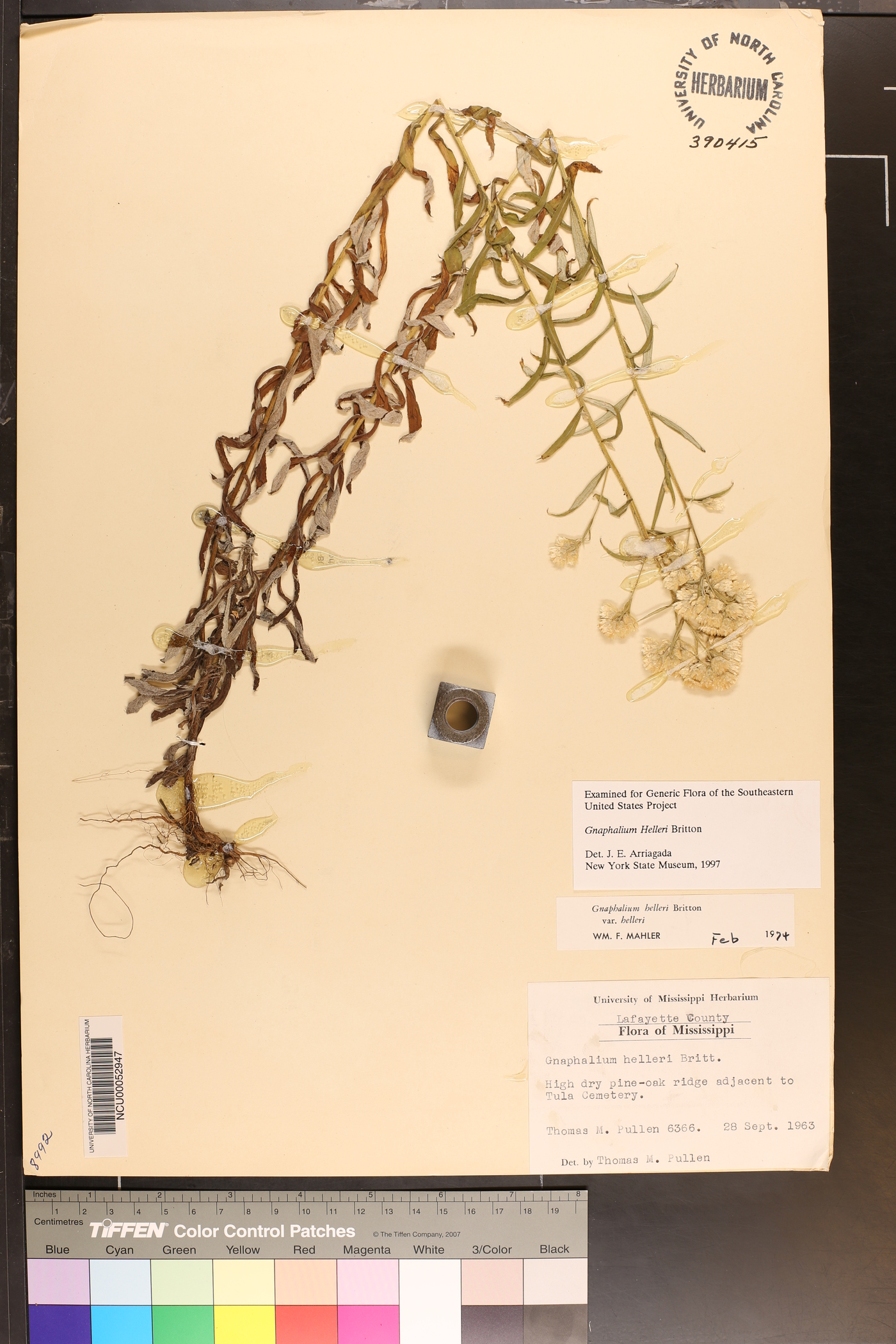 Pseudognaphalium helleri image