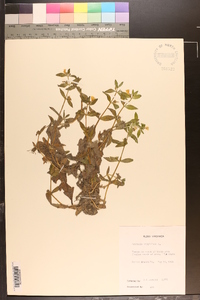 Gratiola virginiana image