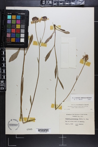 Helenium brevifolium image