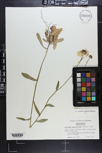 Helenium brevifolium image