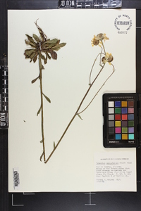 Helenium brevifolium image