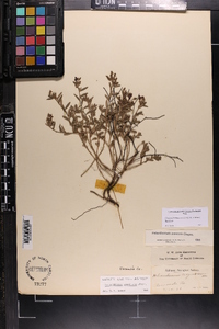 Crocanthemum arenicola image