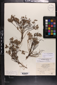 Crocanthemum arenicola image