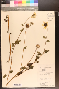 Helianthus debilis image