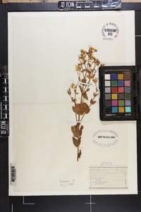 Sabatia angularis image