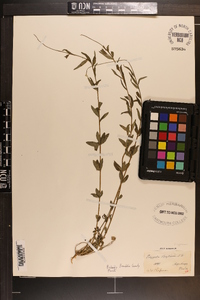 Polygala boykinii image