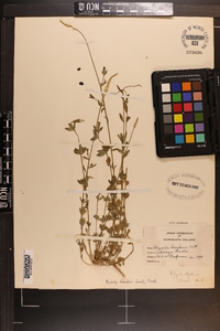 Polygala boykinii image