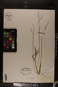 Paspalum boscianum image