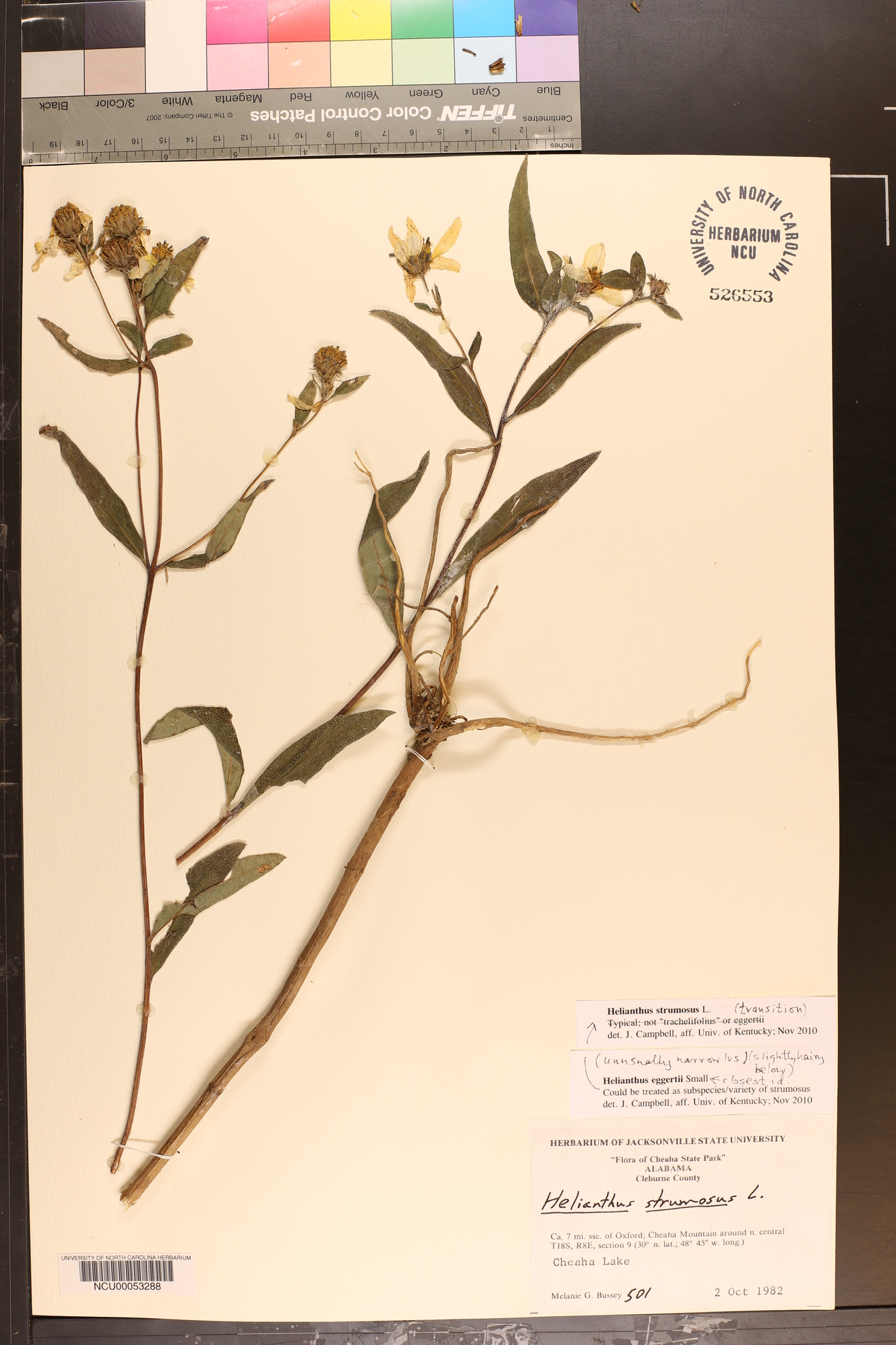 Helianthus eggertii image