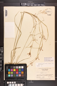 Rhynchospora mixta image