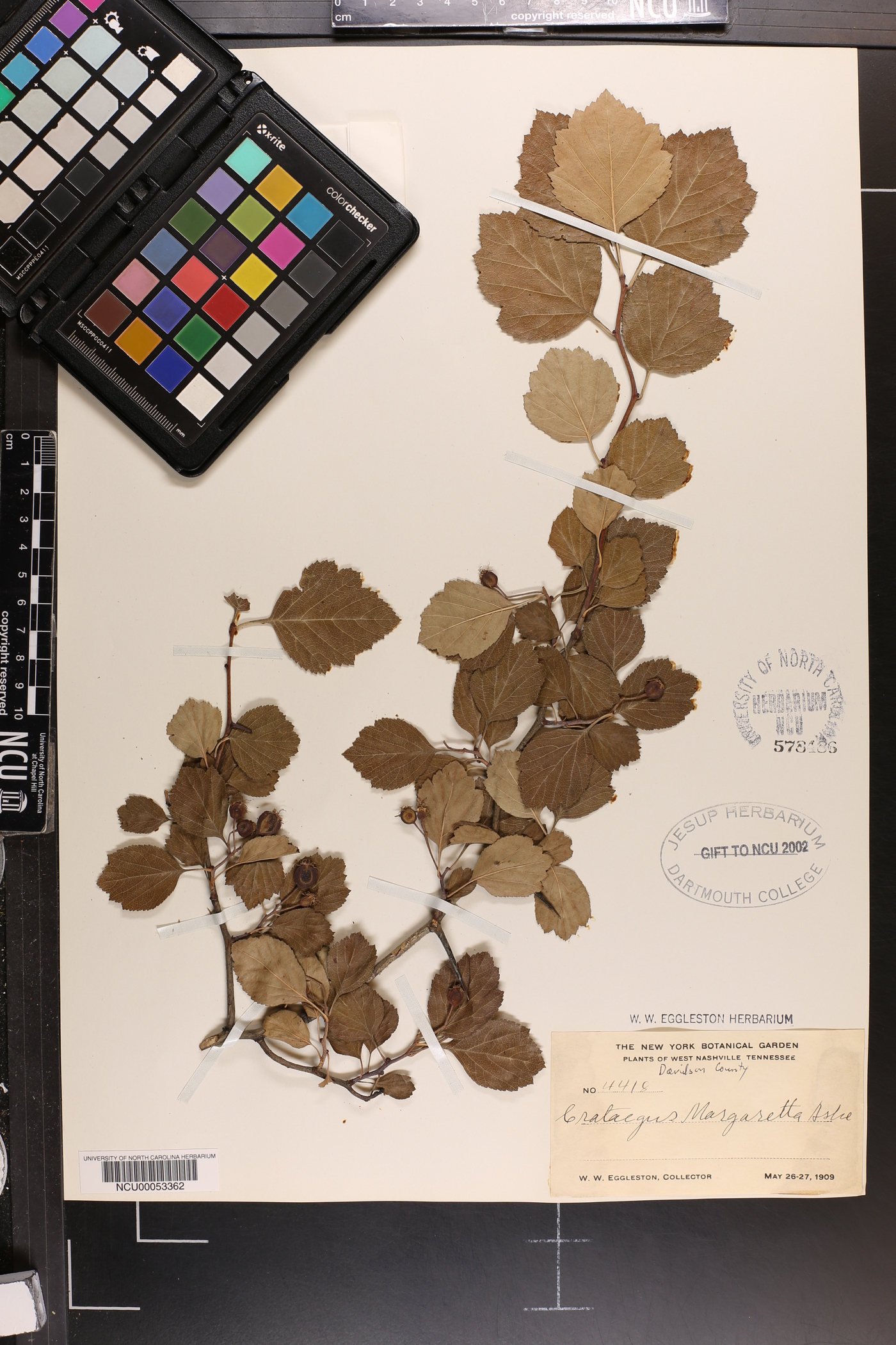 Crataegus margarettae image