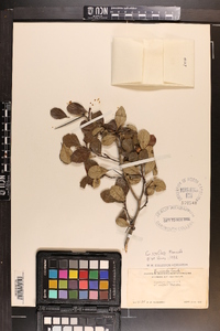 Crataegus uniflora image